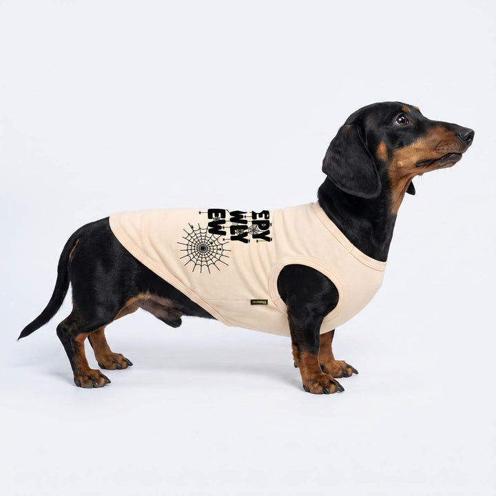 Dachshund standing on a white background in a dog tank top with Halloween themed prints