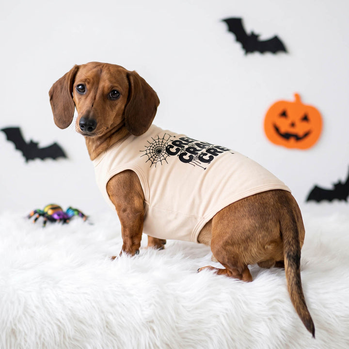 Dachshund looks back in a Halloween shirt for dogs in spooky spider web and 'Creepy Crawly Crew' lettering