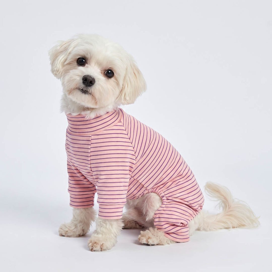 Small white dog wearing a pink and purple striped long-sleeve dog pjs, sitting against a clean white studio background