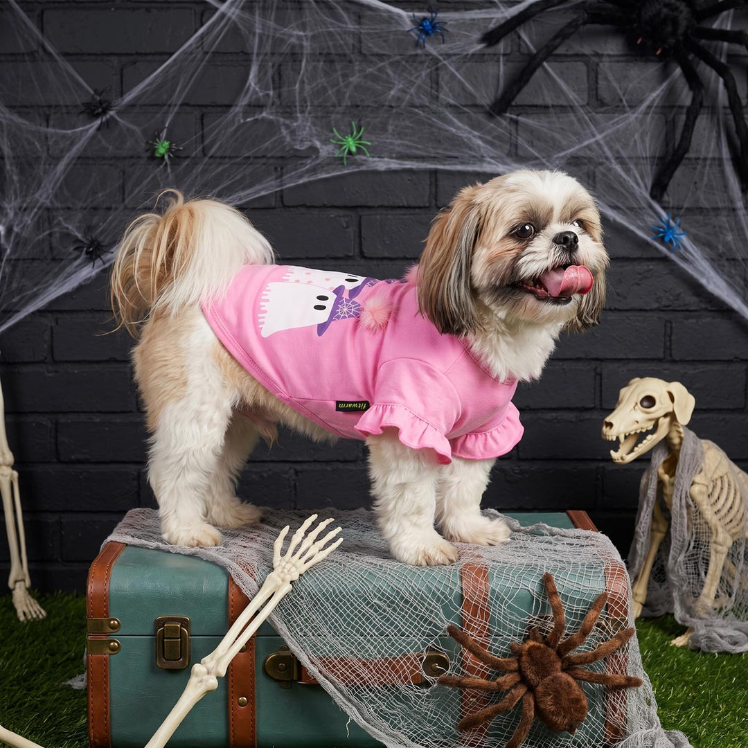 Small Shih Tzu dog wearing a pink ghost-themed dog t shirt stands on a vintage teal suitcase surrounded by Halloween decorations