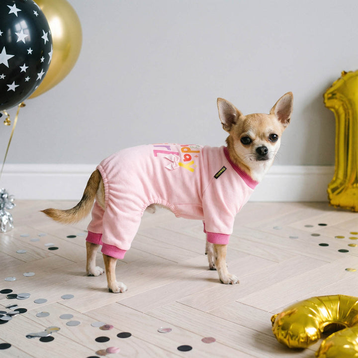 Small Chihuahua wearing a pink dog pjs designed with lettering and bow decoration in a party background