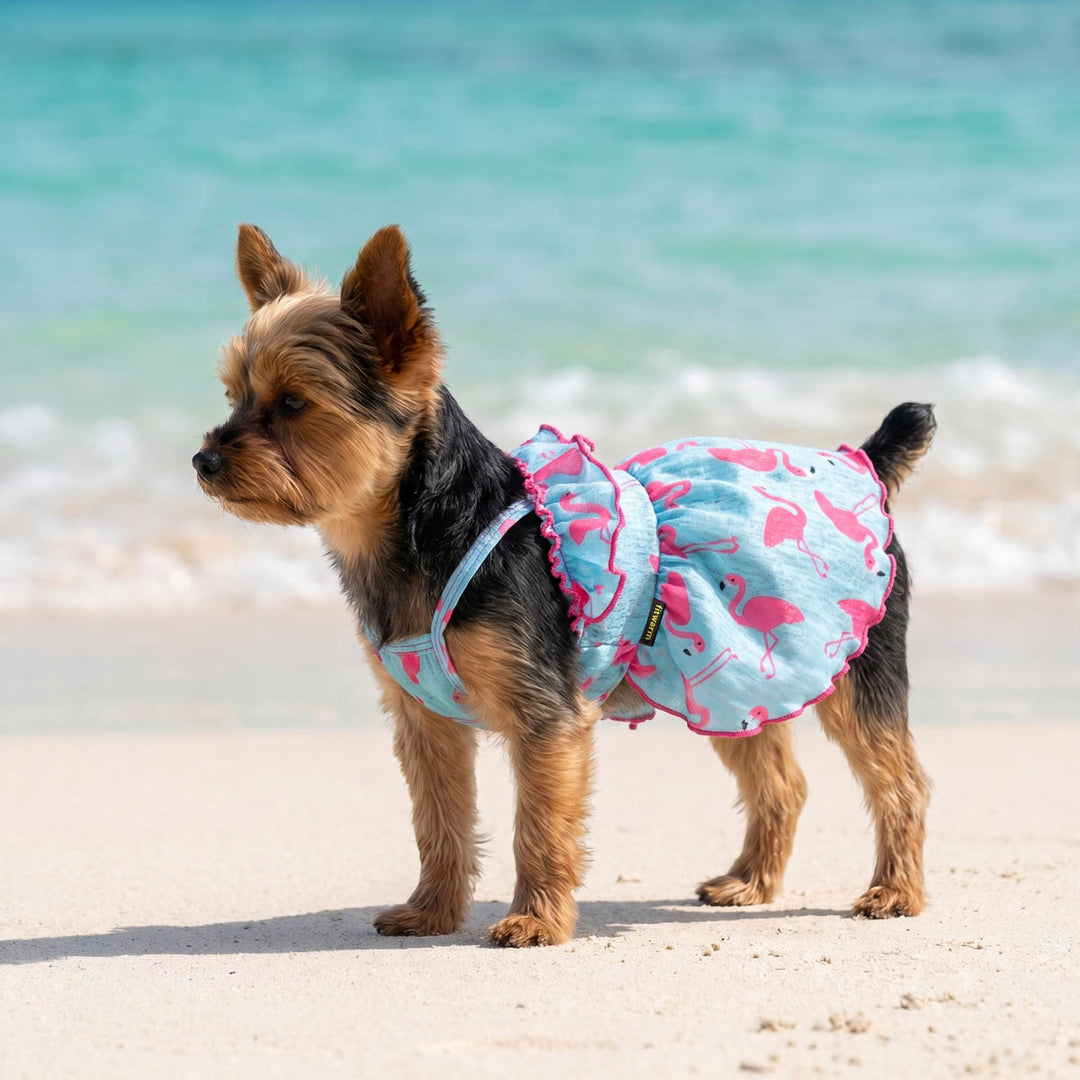 Yorkie standing on a beach and wearing a flamingo print dress for dogs