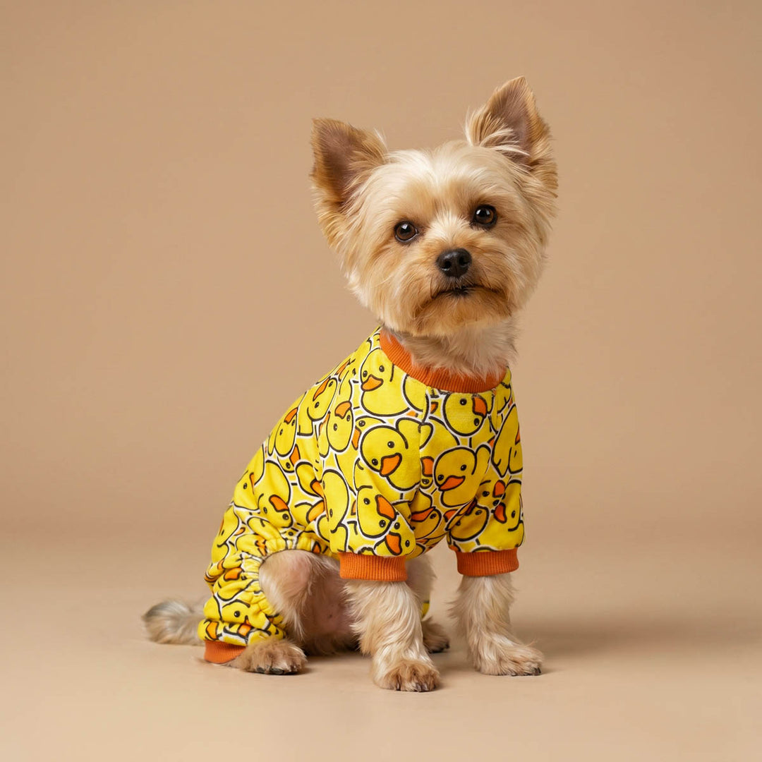 Yorkie sitting in a beige background with a funny rubber duck dog onesie