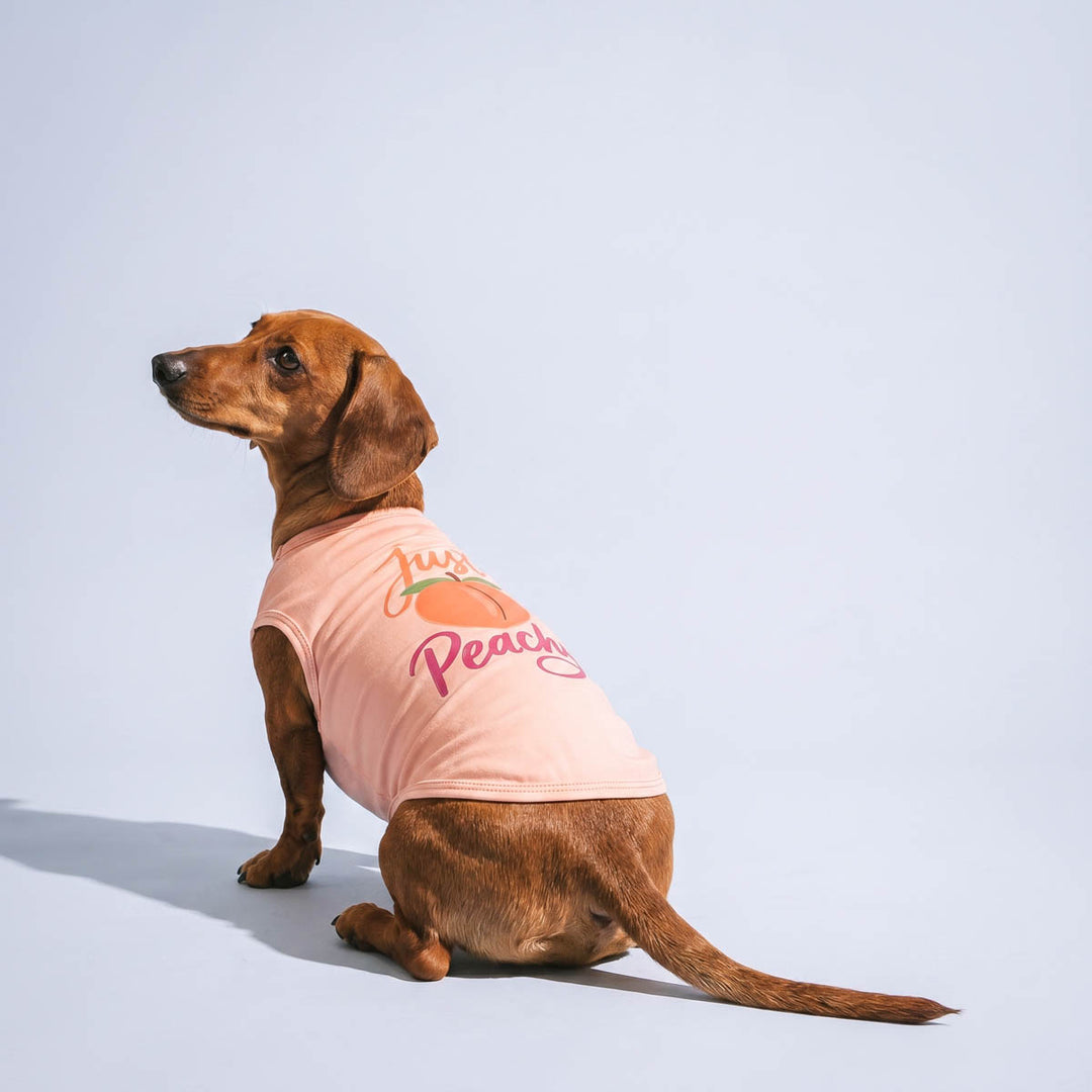 Dachshund sitting on a white background and wearing a dog tank top with ' Just Peachy' lettering