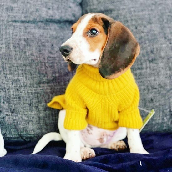 Dog Sweater - Beagle Clothes Sweater - Fitwarm