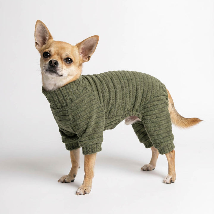 Small tan Chihuahua dog wearing an olive green dog pjs, standing against a plain white studio background