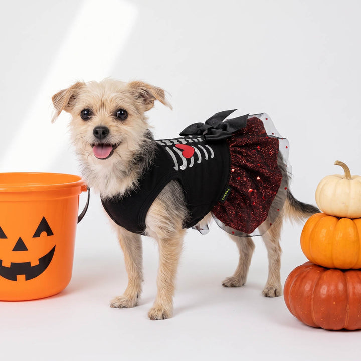 Small dog wearing a Halloween dog tutu with skeleton and heart prints stands on a white studio background