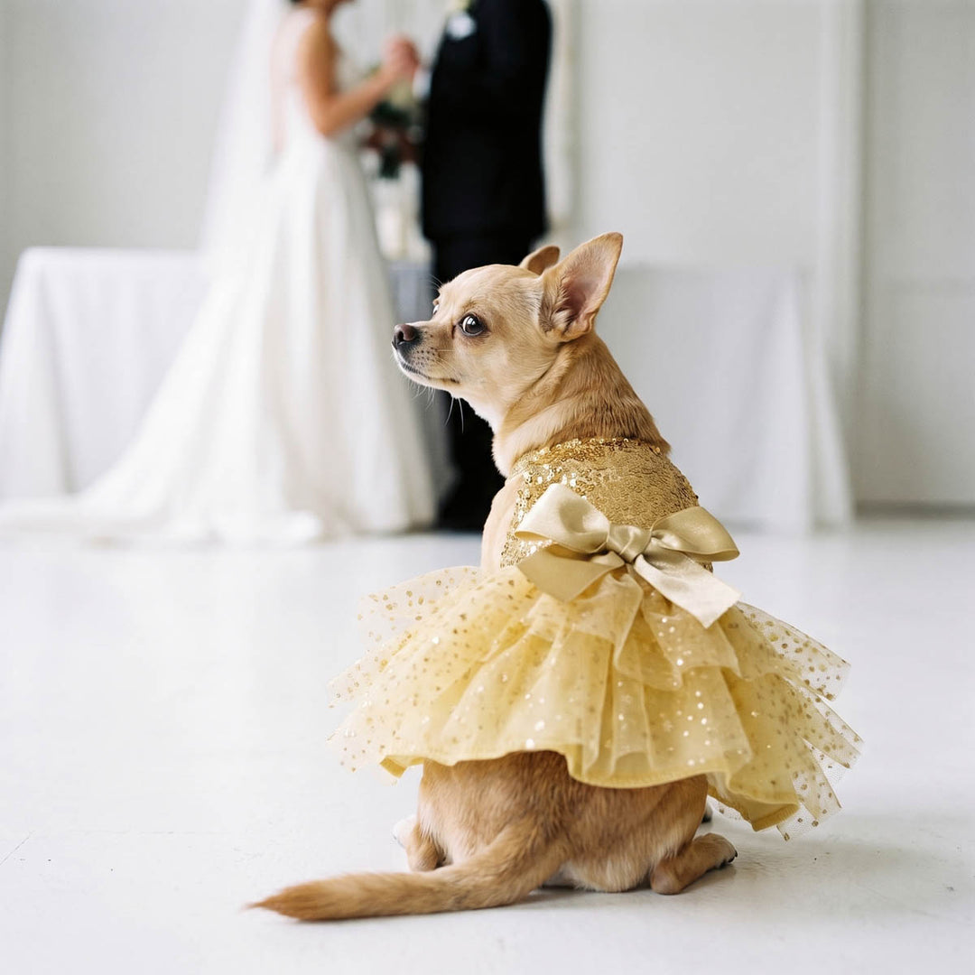 Chihuahua wearing a sparkly dog dress with bow and tulle skirt in a wedding background