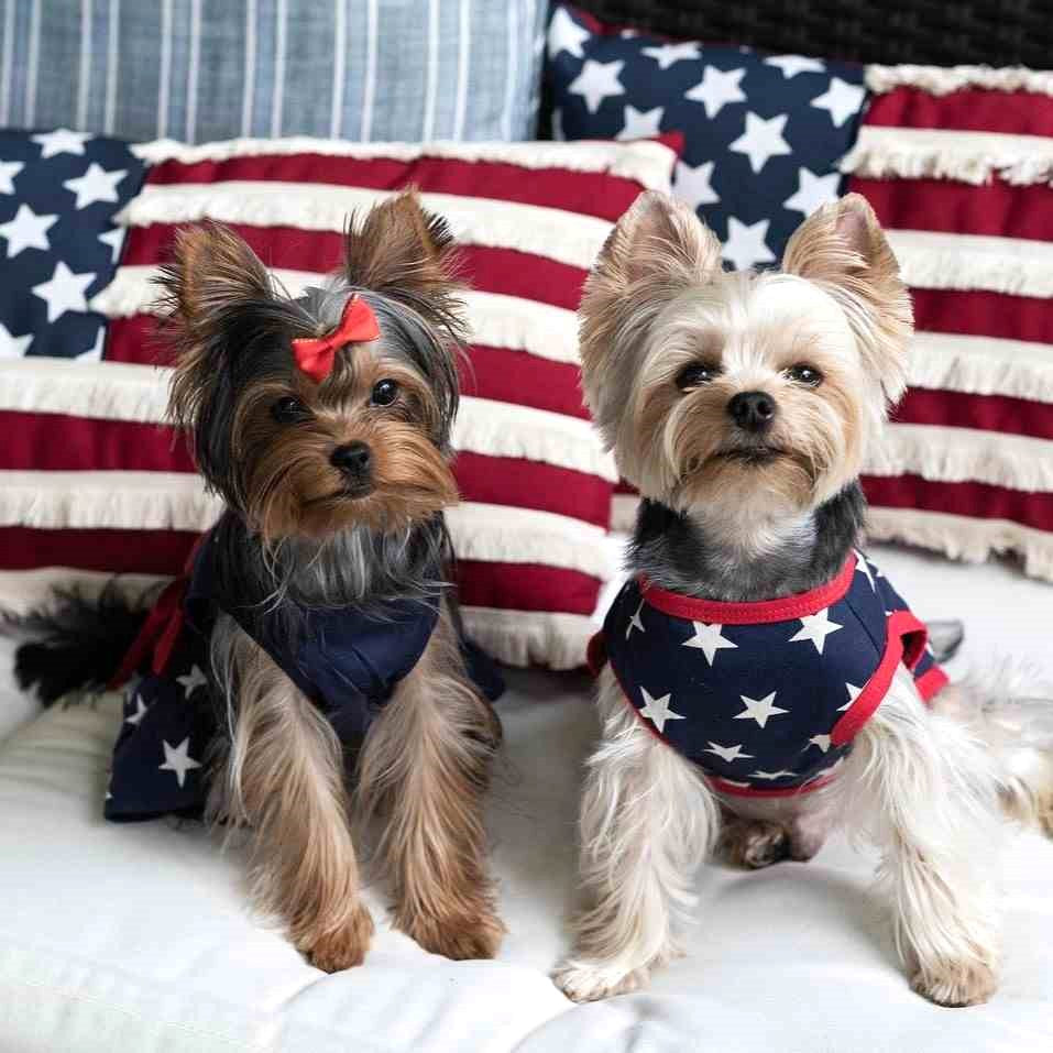 Fourth of July Dog Clothes - Fitwarm