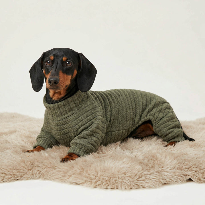 Dachshund lying on a blanket with an olive green pajamas for dogs