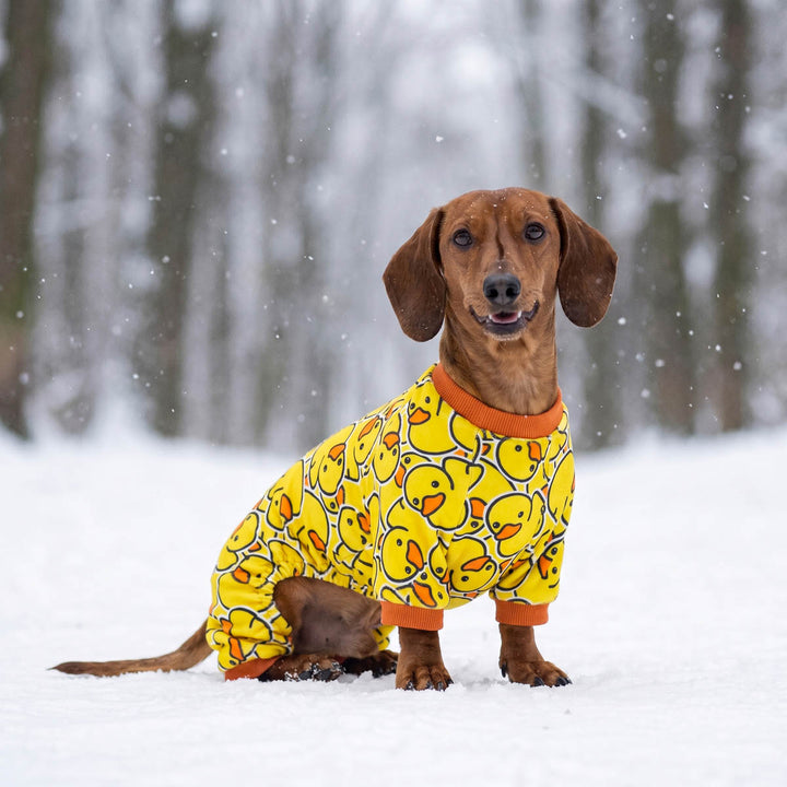 Dachshund wearing a bright yellow dog onesie covered in yellow duck patterns with orange trim, sitting in the snow outdoors