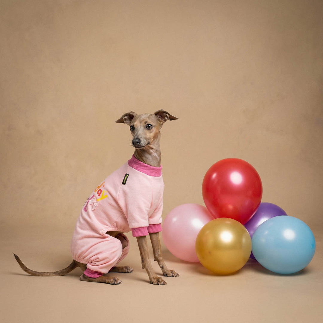 Dog in a pink dog onesie with colorful balloons on a beige background