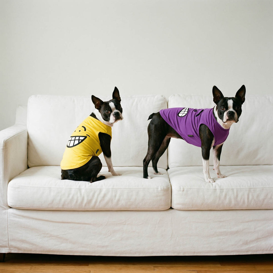 Boston Terriers wearing dog tshirts with happy and scared face 