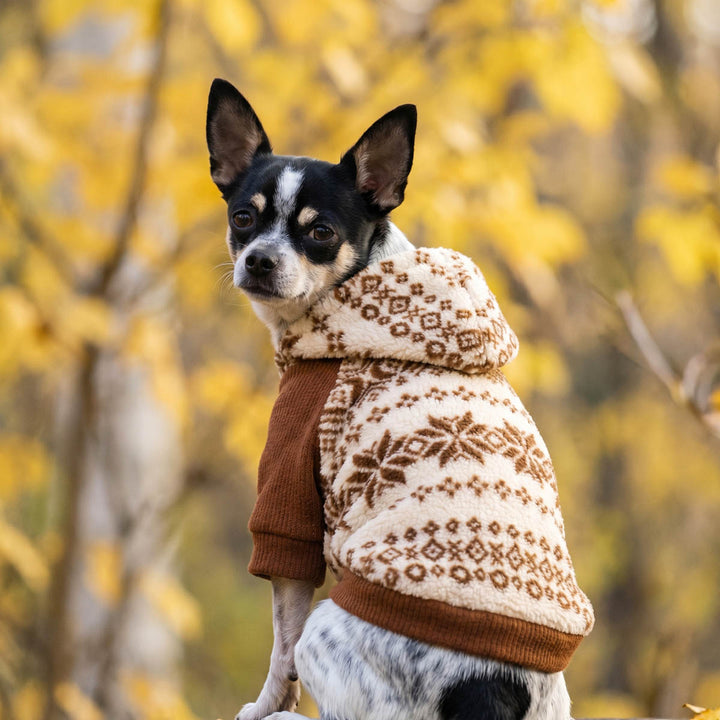 Small dog wearing a patterned dog sweatshirt and standing in front of autumn trees