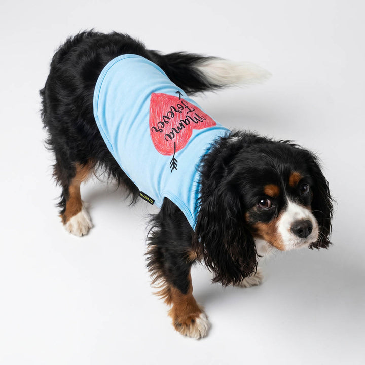 Cavalier King Charles Spaniel stand in a white background with a heartwarming dog tshirt