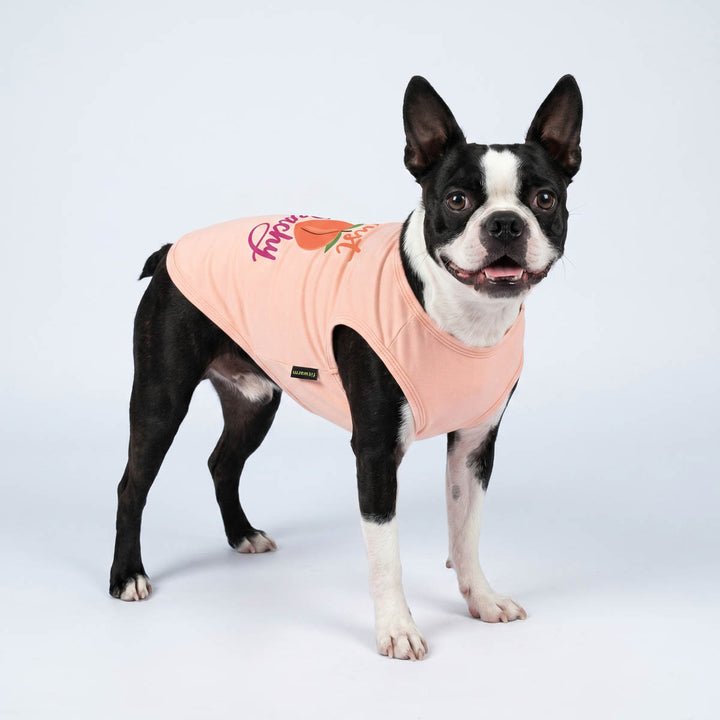 Boston Terrier standing on a white background with a pink dog tshirt with peach print