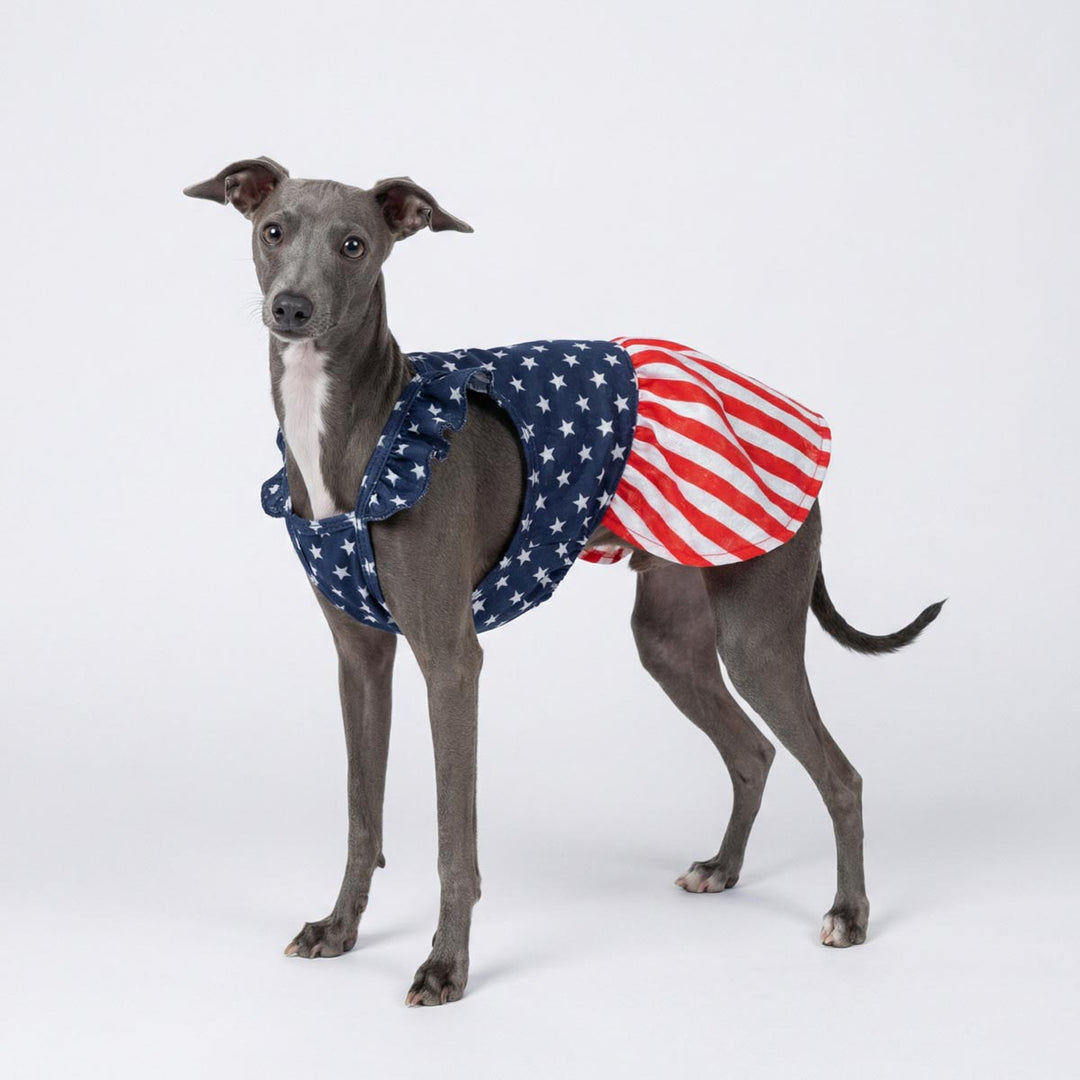 Side view of dog in patriotic dress for dogs with red white and blue pattern