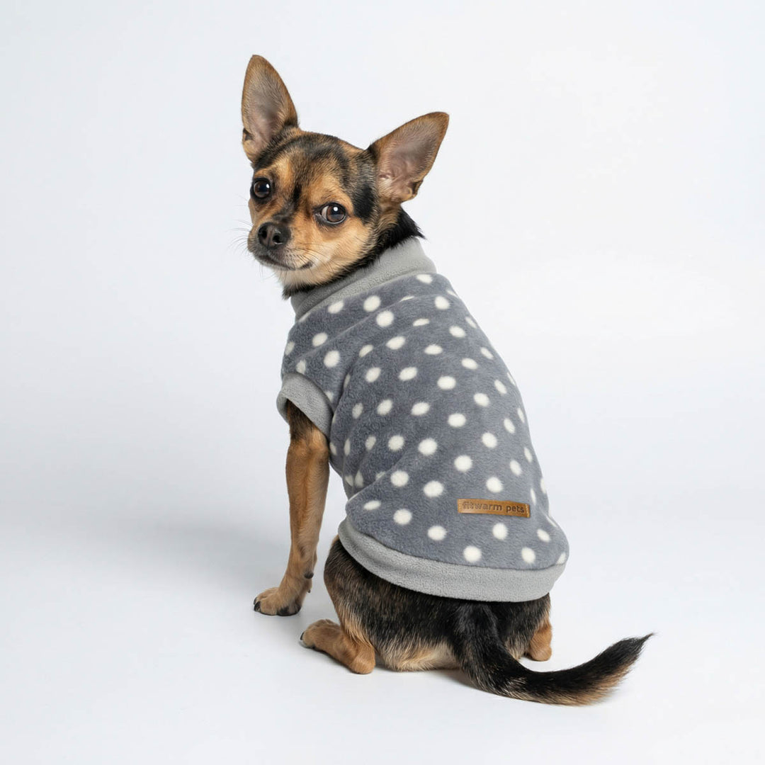 Chihuahua in a turtleneck polka dot dog sweater