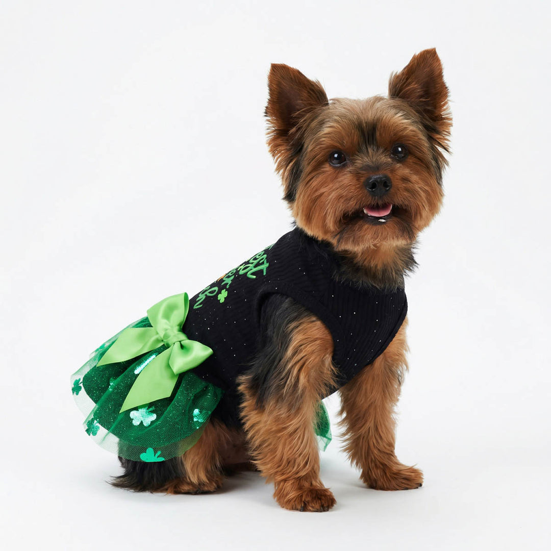 Small dog wearing a green and black dog tutu dress with shamrock patterns on a white background