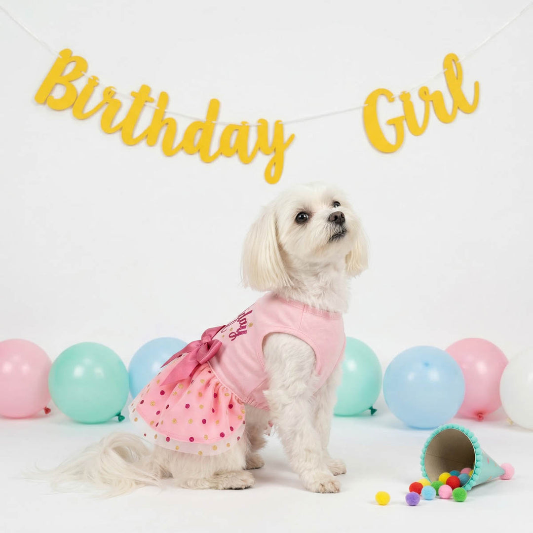 Maltese sitting in a birthday party background with pink dog tutu dress with polka dog and bow