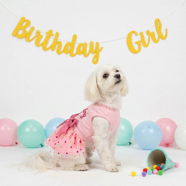 Maltese sitting in a birthday party background with pink dog tutu dress with polka dog and bow