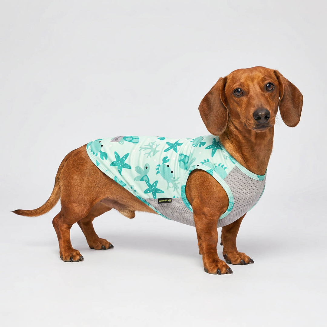 Dachshund in a summer dog tank top with mesh fabric and funny prints