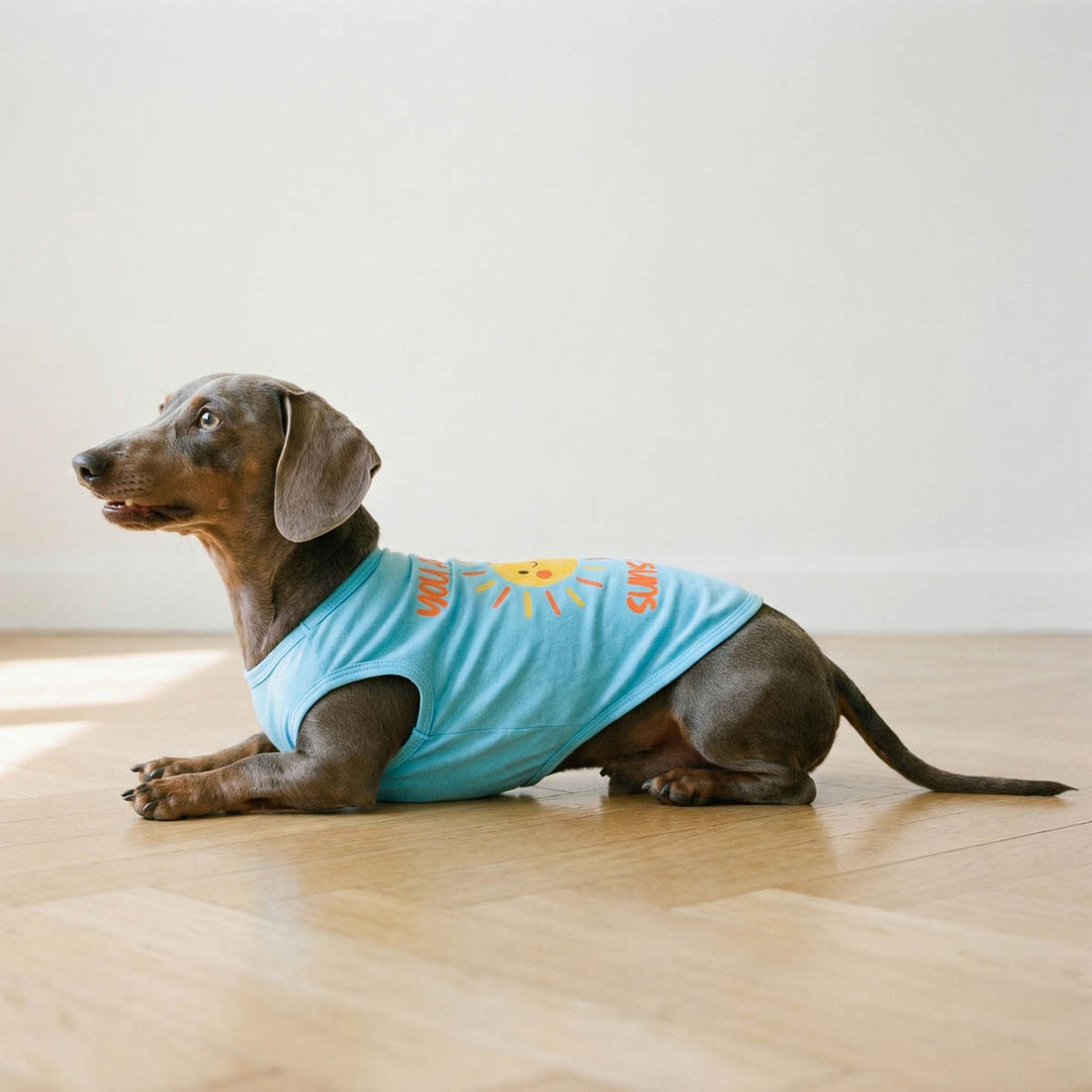 Dachshund lying on the floor with a blue dog tank top