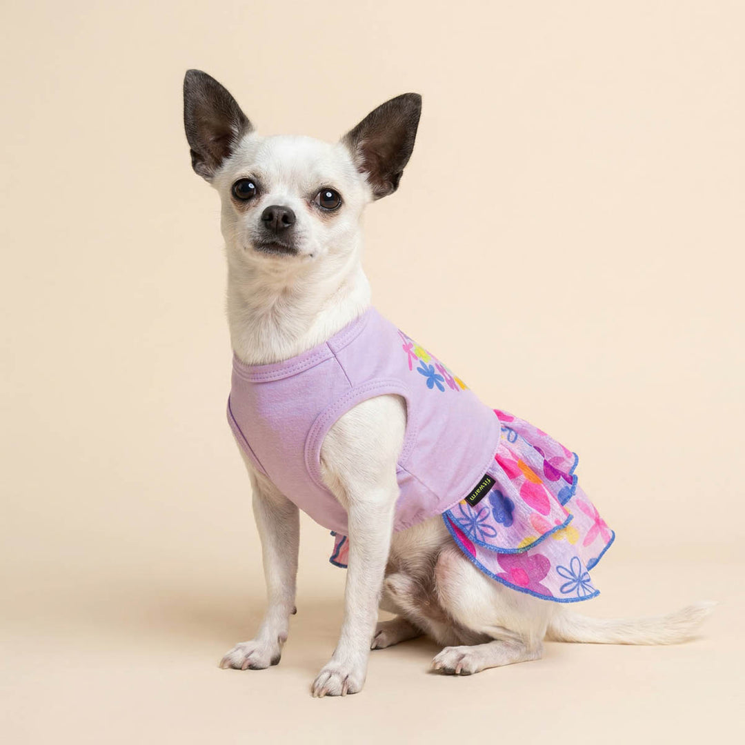 Small dog sitting in a beige background with purple dog floral dress