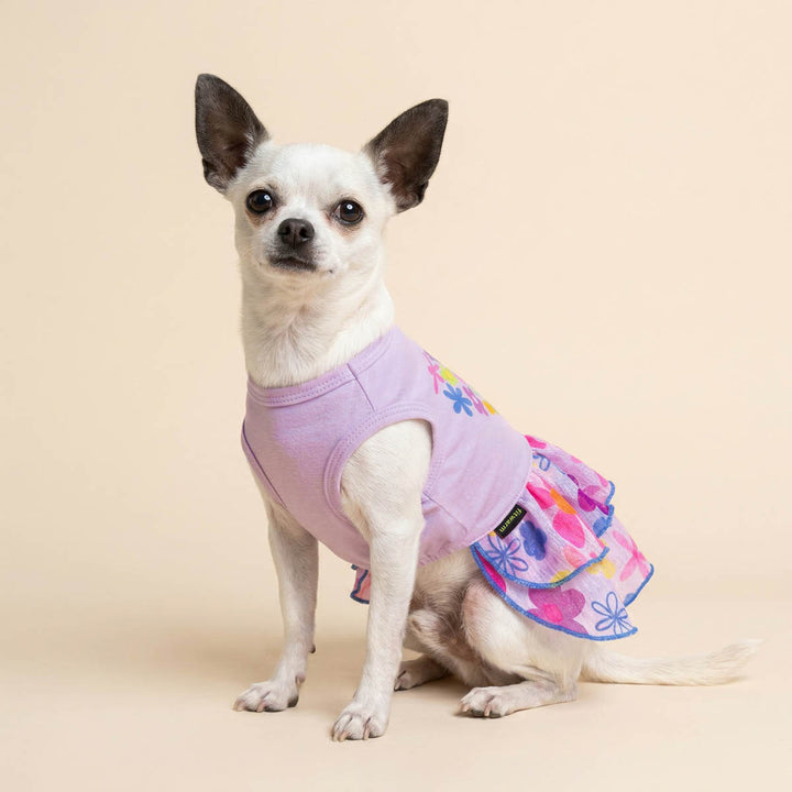 Small dog sitting in a beige background with purple dog floral dress