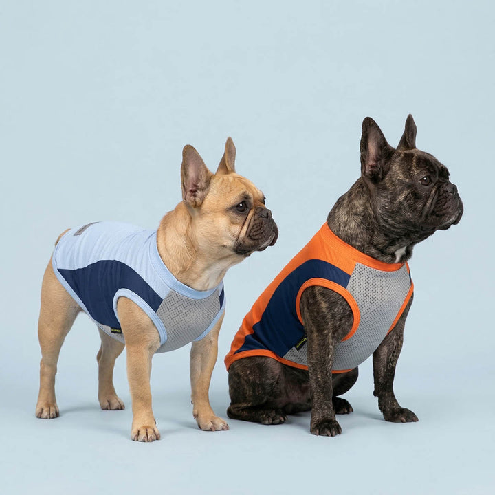Two dogs wearing breathable summer dog UV shirt on a light blue background