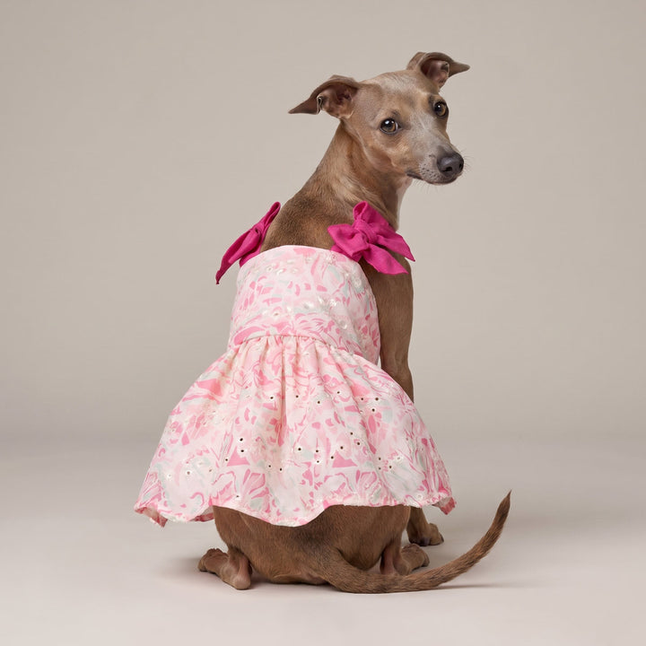 Italian greyhound looks back in a pink embroidered dog dress with bow decorations