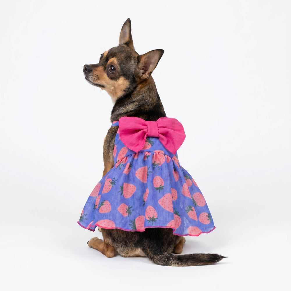 Back view of Chihuahua in a adorable dog tutu dress with strawberry prints and bow