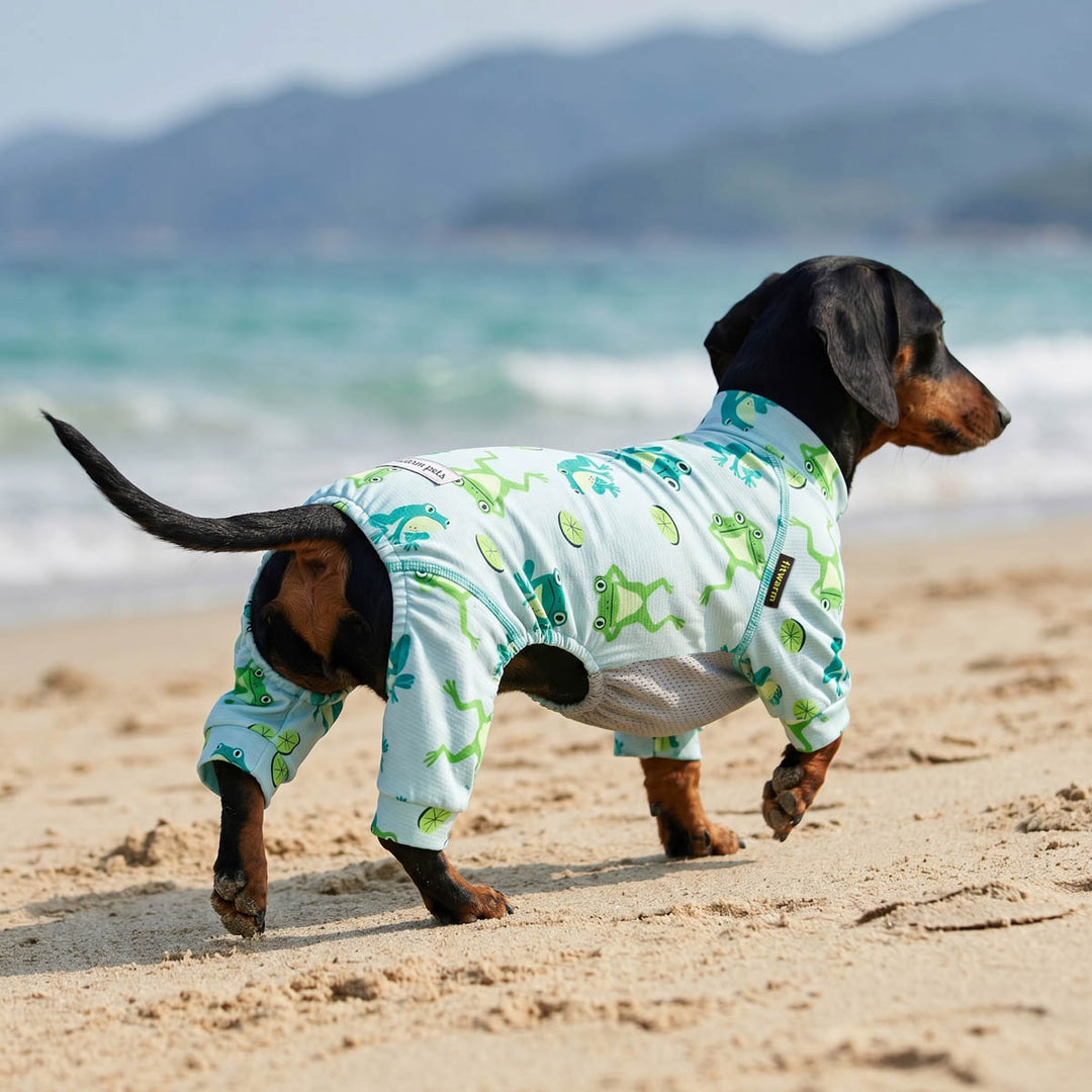 Dachshund walking on the beach and sheilding the sun with a frog print dog uv onesie