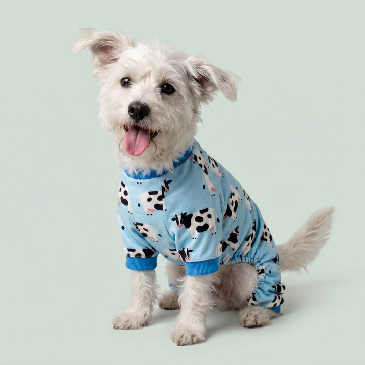 Small white dog wearing a blue dog onesie with cow print on a light gray background