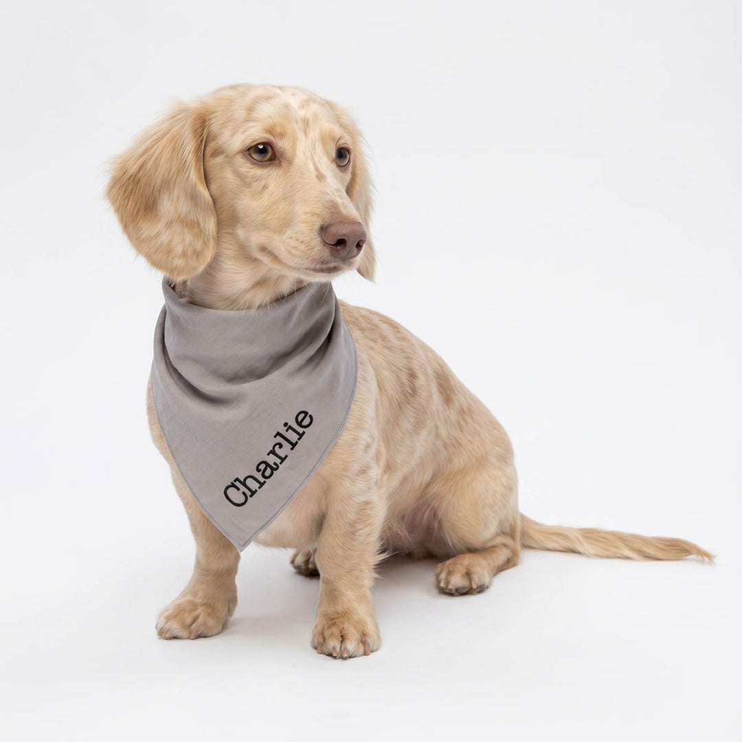 Dog wearing a gray bandana for dog with 'Charlie' printed on it against a white background