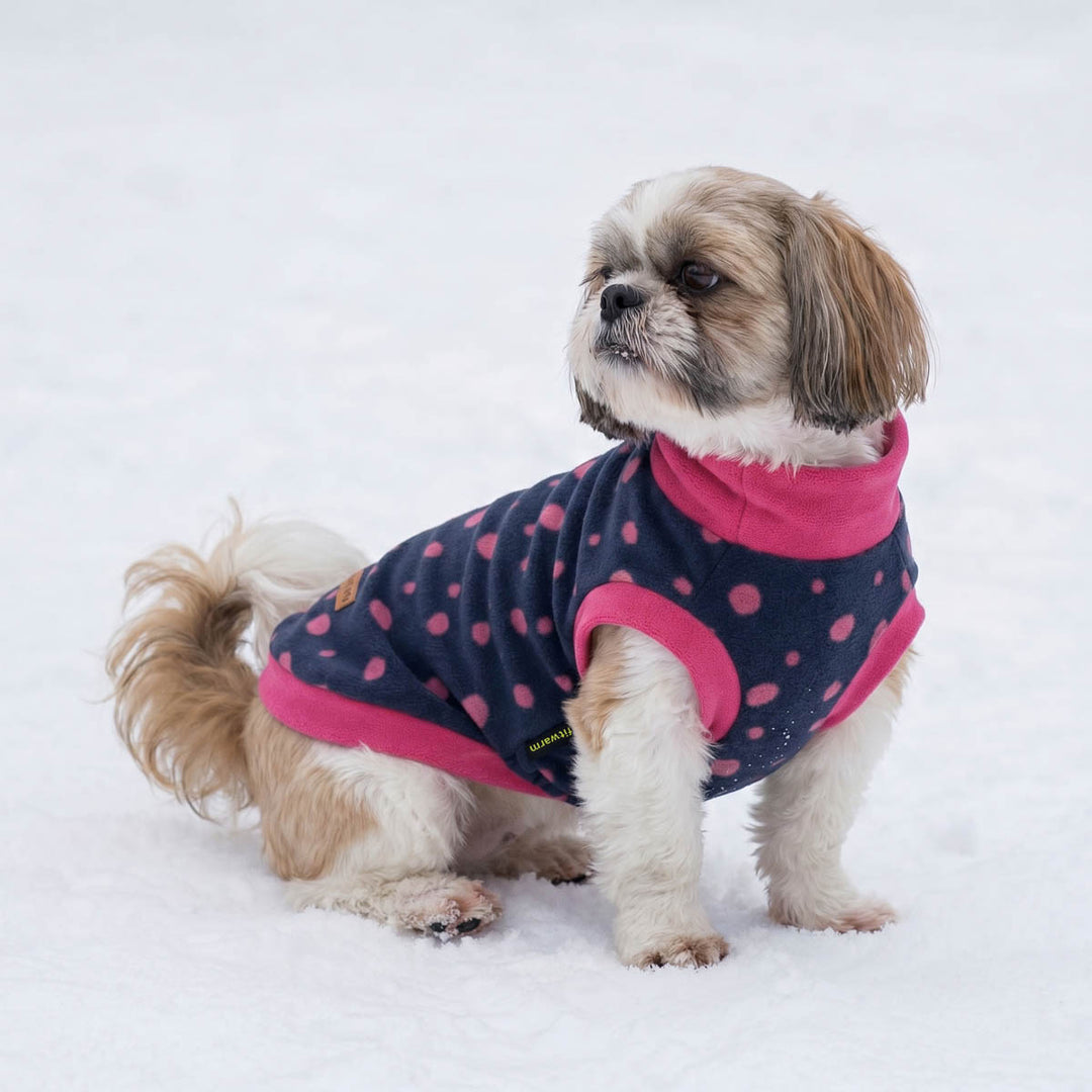 Small dog wearing a pink and navy polka dot dog sweater on a white background