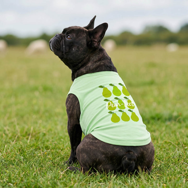 French Bulldog wearing a pear shirt for dogs and sitting on the grass