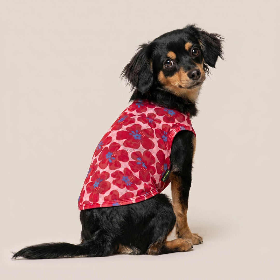 Small dog looks back on a beige background with a summer dog t-shirt