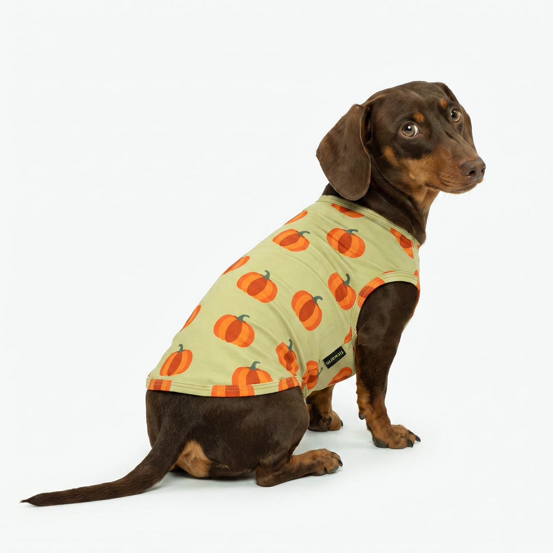 Dachshund looks back in a Thanksgiving pumpkin dog tank top