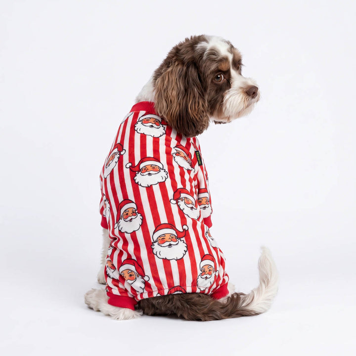 Small brown and white dog looks back with a red and white striped Christmas pajama for dogs with a Santa Claus pattern