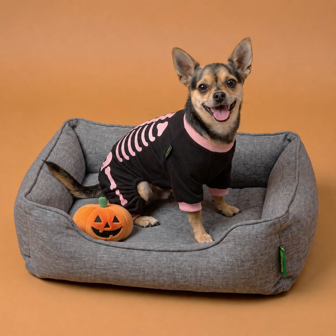 Chihuahua sitting in a gray pet bed next to a small orange pumpkin with a black doog Halloween skeleton costume, set against a solid orange-brown studio background