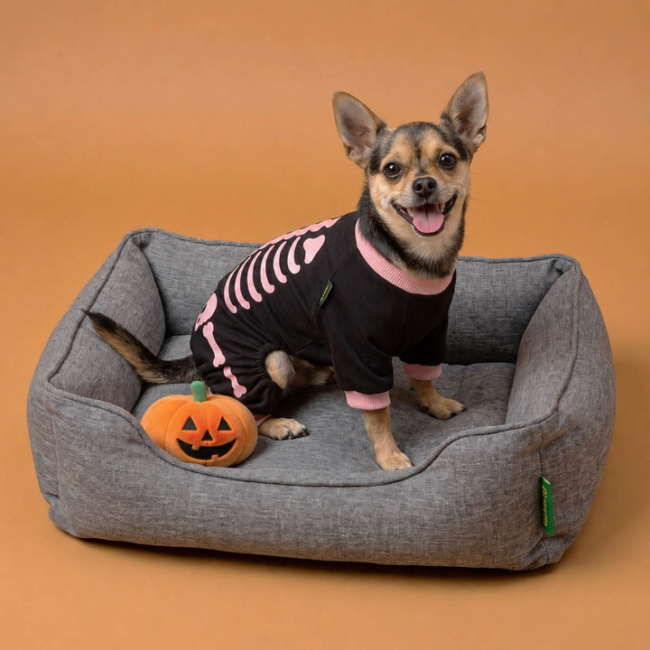Chihuahua sitting in a gray pet bed next to a small orange pumpkin with a black doog Halloween skeleton costume, set against a solid orange-brown studio background