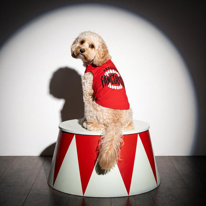 Small fluffy dog wearing a red dog t-shirt with a scary teeth graphic and the word 'Feeling Fangtastic' sits on a red-and-white circus-style pedestal in front of a spotlight on a dark studio background