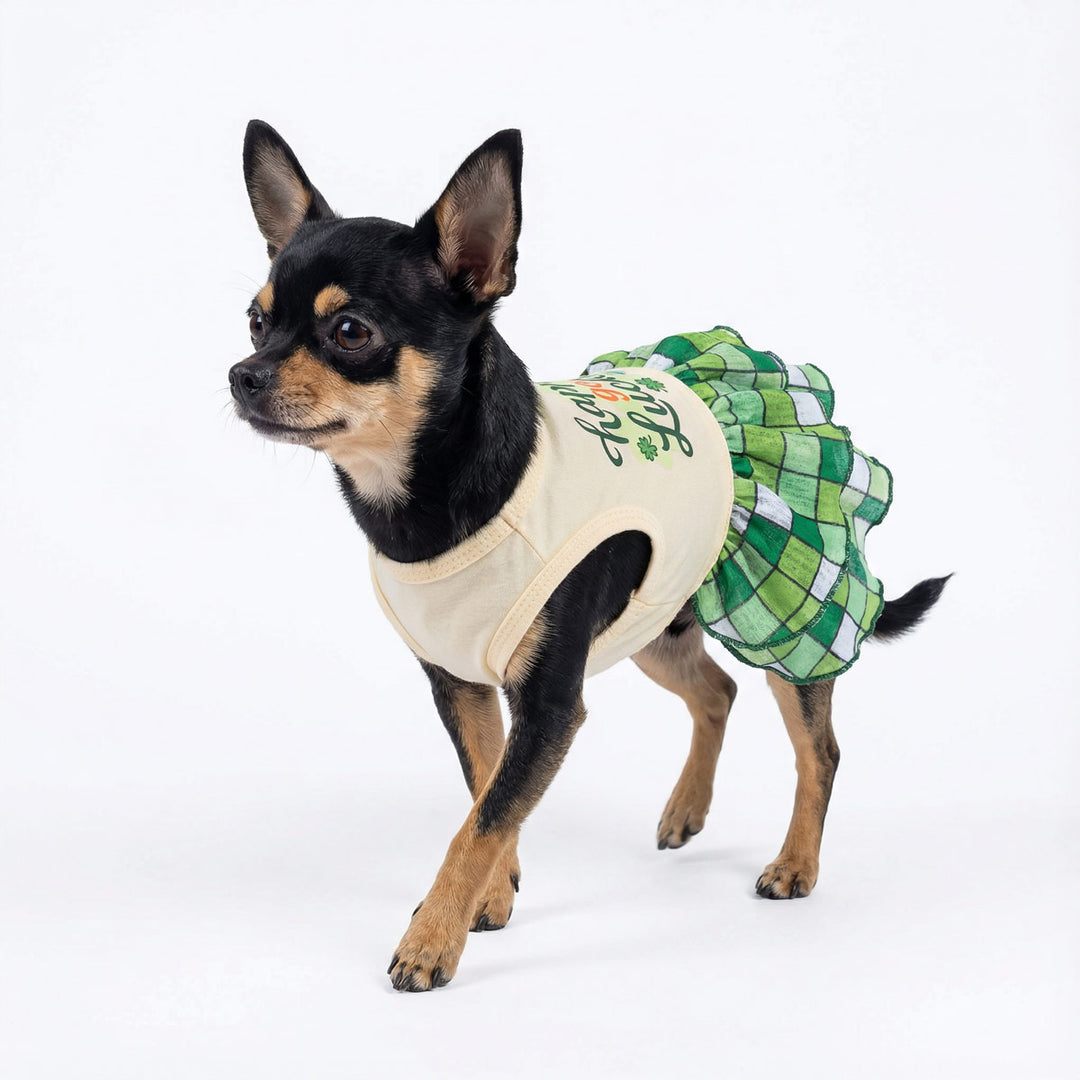 St. Patrick's Day Dog Dress in an adorable Chihuahua