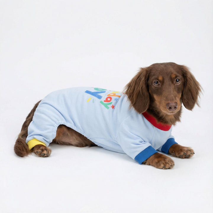 dachshund wear a birthday dog onesie and lying on the floor