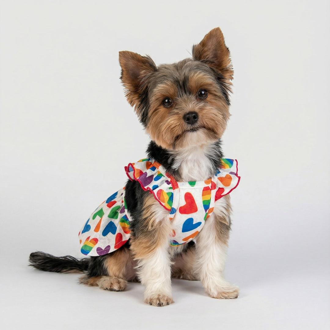 Small yorkie posing in a dog dress featuring colorful rainbow heart prints