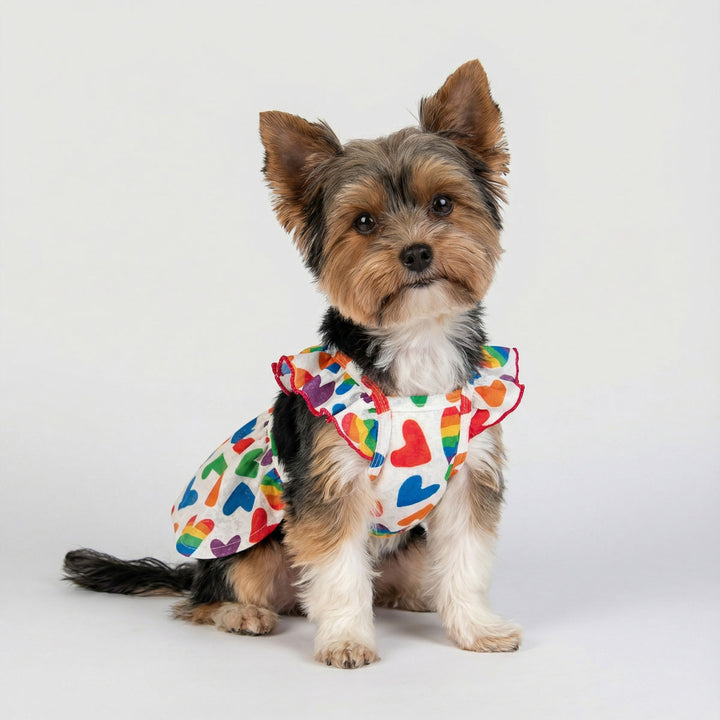 Small yorkie posing in a dog dress featuring colorful rainbow heart prints