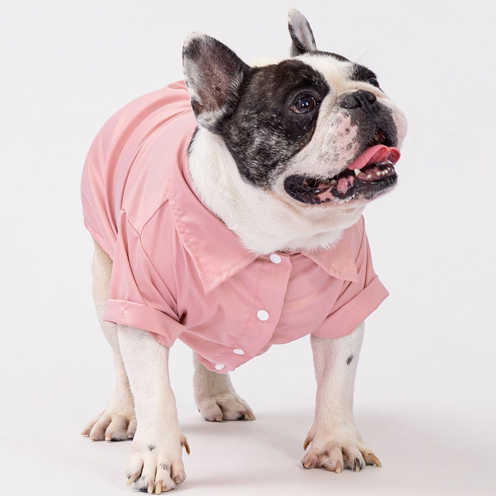 Pink formal dog collar shirt with structured collar, white buttons, and folded sleeves on French Bulldog.