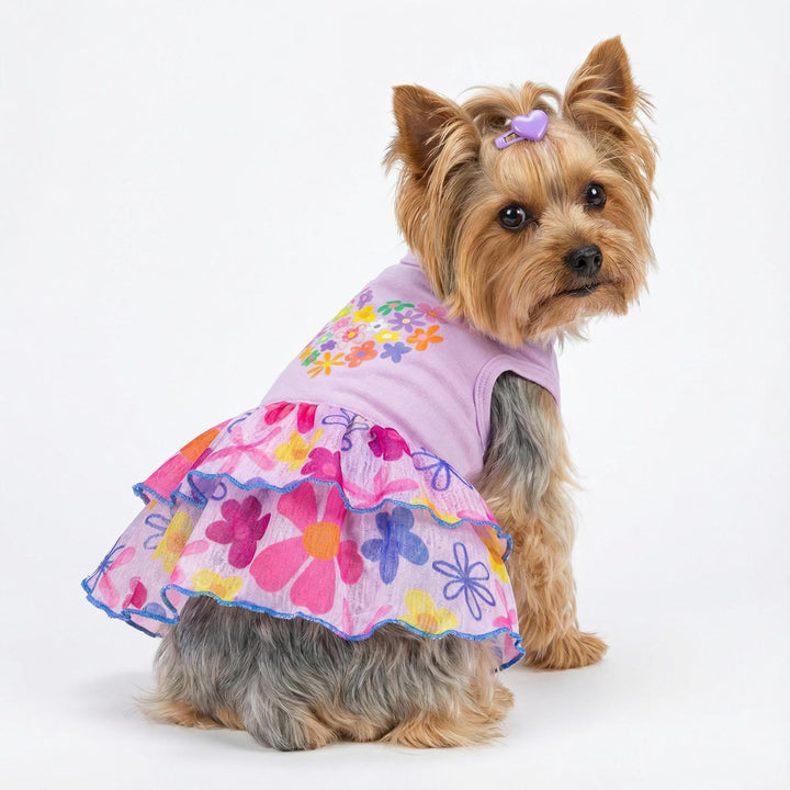 Small dog wearing a purple floral dress for dogs on a white background