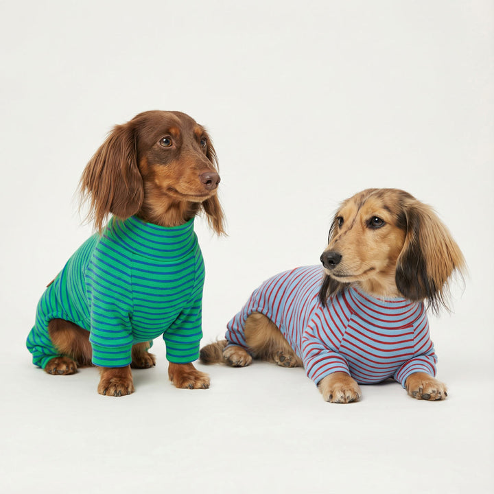Two dachshunds wearing striped dog jammies, one sitting and one lying down